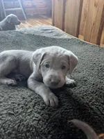 Pink, a female Labrador Retriever for sale in Edon, OH – Photo 8 of 8