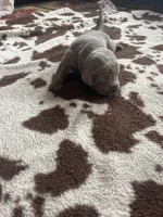 Pink, a female Labrador Retriever for sale in Edon, OH – Photo 3 of 8