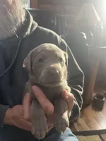 Pink, a female Labrador Retriever for sale in Edon, OH – Photo 5 of 8