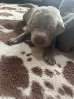 Pink, a female Labrador Retriever for sale in Edon, OH – Photo 1 of 8