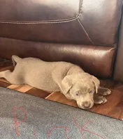 Pink, a female Labrador Retriever for sale in Edon, OH – Photo 6 of 8