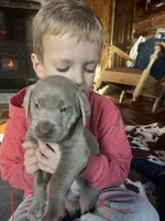 Pink, a female Labrador Retriever for sale in Edon, OH – Photo 7 of 8