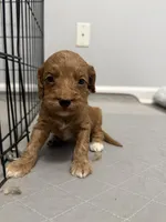 Male 2, a male Cockapoo for sale in Dahlonega, GA – Photo 3 of 3