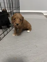 Male 2, a male Cockapoo for sale in Dahlonega, GA – Photo 2 of 3