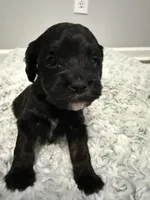 Female 1, a female Cockapoo for sale in Dahlonega, GA – Photo 2 of 2