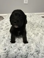 Female 1, a female Cockapoo for sale in Dahlonega, GA – Photo 1 of 2