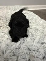 Male 5, a male Cockapoo for sale in Dahlonega, GA – Photo 1 of 2