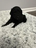 Male 5, a male Cockapoo for sale in Dahlonega, GA – Photo 2 of 2