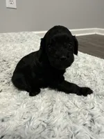 Female 2, a female Cockapoo for sale in Dahlonega, GA – Photo 1 of 2