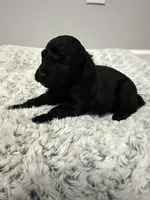 Male 1, a male Cockapoo for sale in Dahlonega, GA – Photo 2 of 2