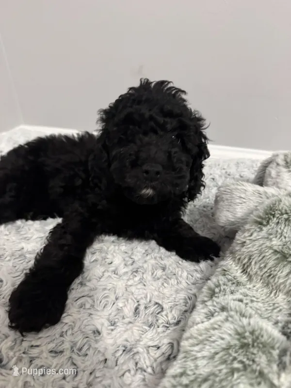 Male 1 – Cockapoo puppy for sale in Dahlonega, GA
