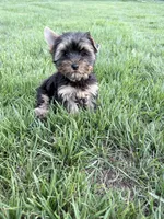 Pip, a male Yorkshire Terrier for sale in Charlotte, NC – 3 of 4