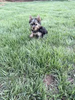 Leo, a male Yorkshire Terrier for sale in Charlotte, NC – 4 of 5