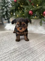 Snoopy, a male Yorkshire Terrier for sale in Charlotte, NC – Photo 4 of 5