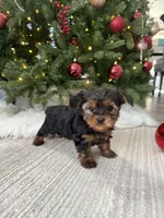 Snoopy, a male Yorkshire Terrier for sale in Charlotte, NC – Photo 3 of 5