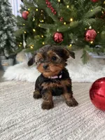 Snoopy, a male Yorkshire Terrier for sale in Charlotte, NC – Photo 2 of 5