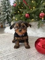 Snoopy, a male Yorkshire Terrier for sale in Charlotte, NC – Photo 1 of 5