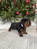Snoopy, a male Yorkshire Terrier for sale in Charlotte, NC – Photo 5 of 5