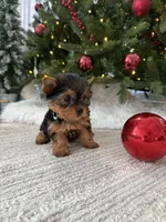 Bruno, a male Yorkshire Terrier for sale in Charlotte, NC – Photo 3 of 4