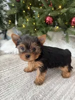Bruno, a male Yorkshire Terrier for sale in Charlotte, NC – Photo 4 of 4