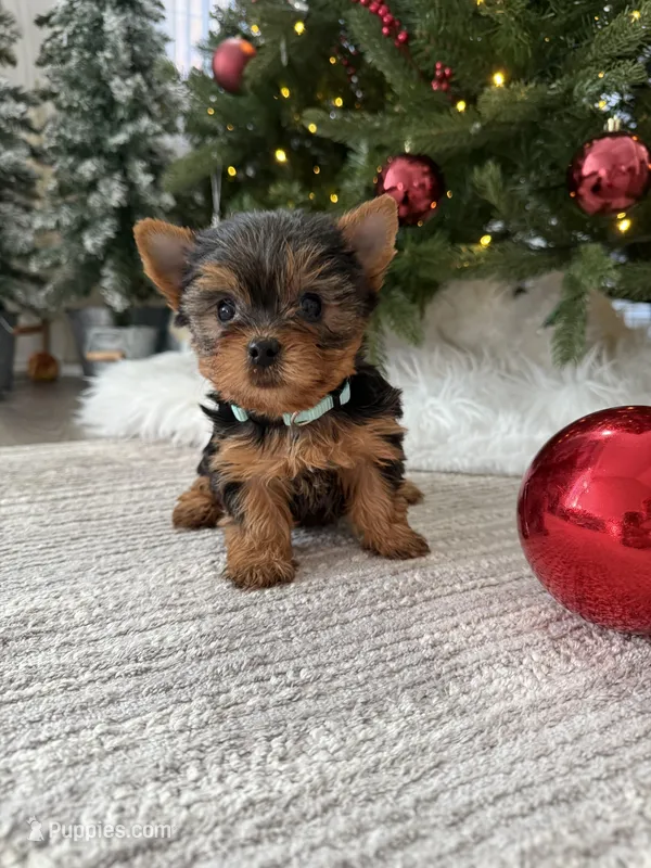 Bruno, a male Yorkshire Terrier for sale in Charlotte, NC – Photo 1 of 4