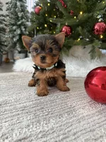 Bruno, a male Yorkshire Terrier for sale in Charlotte, NC – Photo 1 of 4