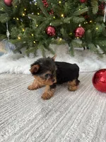Bruno, a male Yorkshire Terrier for sale in Charlotte, NC – Photo 2 of 4