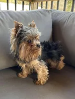 Archibald, a male Yorkshire Terrier for sale in Charlotte, NC – 2 of 2