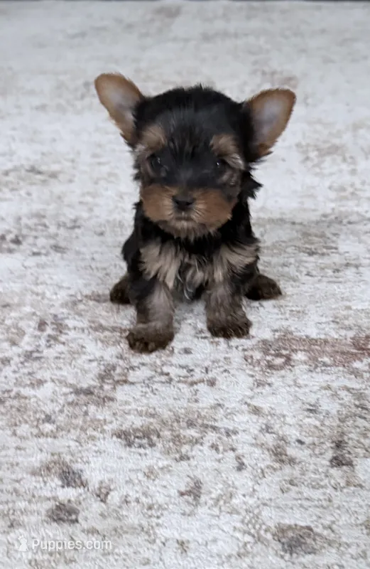 Rocky – Yorkshire Terrier puppy for sale in Charlotte, NC