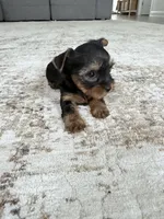 Mia, a female Yorkshire Terrier for sale in Charlotte, NC – 4 of 4