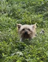 Sophie, a female Yorkshire Terrier for sale in Charlotte, NC – 3 of 3