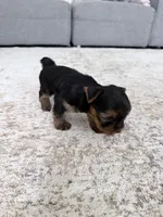 Rocky, a male Yorkshire Terrier for sale in Charlotte, NC – 2 of 5
