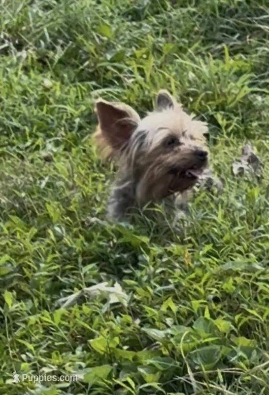 Sophie – Yorkshire Terrier puppy for sale in Charlotte, NC