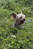 Sophie, a female Yorkshire Terrier for sale in Charlotte, NC – 1 of 3