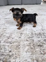 Mia, a female Yorkshire Terrier for sale in Charlotte, NC – 3 of 4