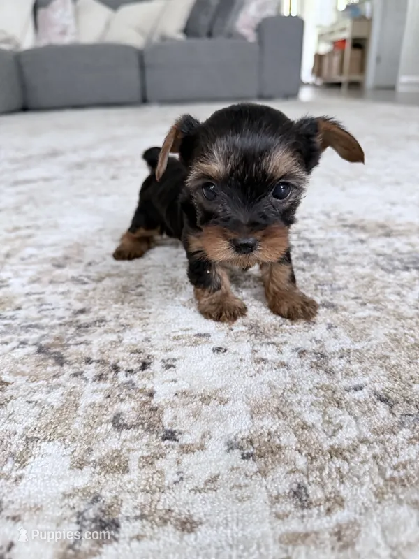 Mia – Yorkshire Terrier puppy for sale in Charlotte, NC