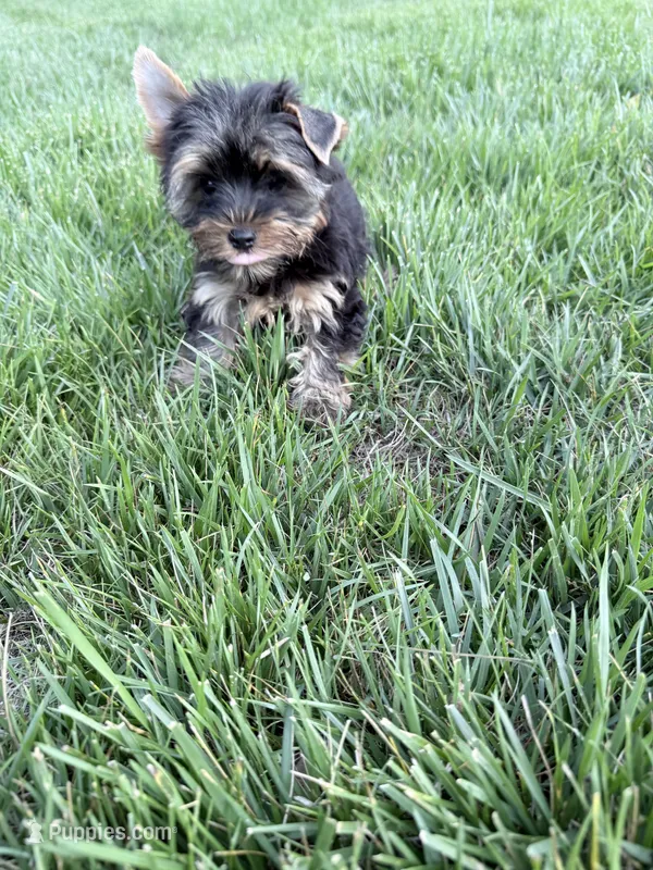 Pip – Yorkshire Terrier puppy for sale in Charlotte, NC