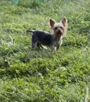 Sophie, a female Yorkshire Terrier for sale in Charlotte, NC – 2 of 3