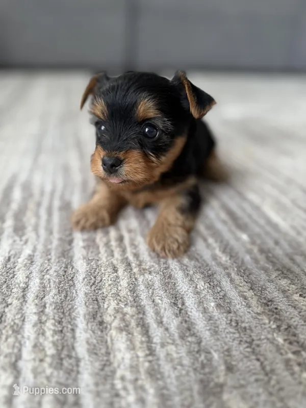 Molly, a female Yorkshire Terrier for sale in Charlotte, NC – Photo 1 of 6