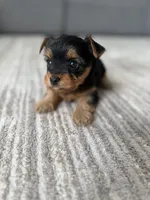Molly, a female Yorkshire Terrier for sale in Charlotte, NC – Photo 1 of 6
