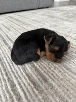 Molly, a female Yorkshire Terrier for sale in Charlotte, NC – Photo 6 of 6