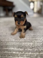 Molly, a female Yorkshire Terrier for sale in Charlotte, NC – Photo 3 of 6