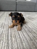 Molly, a female Yorkshire Terrier for sale in Charlotte, NC – Photo 5 of 6