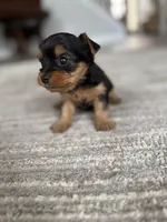 Molly, a female Yorkshire Terrier for sale in Charlotte, NC – Photo 2 of 6