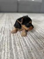 Molly, a female Yorkshire Terrier for sale in Charlotte, NC – Photo 4 of 6