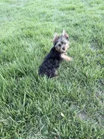 Leo, a male Yorkshire Terrier for sale in Charlotte, NC – 3 of 5