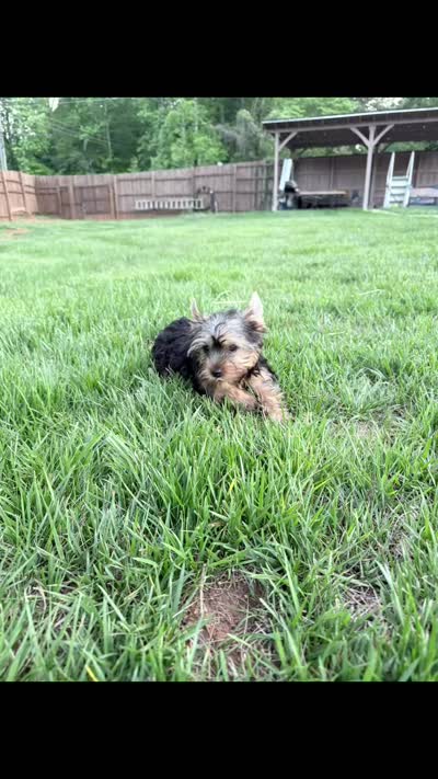 Leo, a male Yorkshire Terrier for sale in Charlotte, NC – 5 of 5