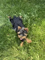 Tobie, a male Yorkshire Terrier for sale in Charlotte, NC – 4 of 4