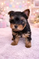 Tobie, a male Yorkshire Terrier for sale in Charlotte, NC – Photo 2 of 3