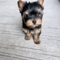 Tobie, a male Yorkshire Terrier for sale in Charlotte, NC – Photo 2 of 3
